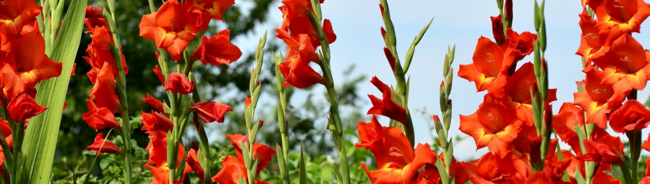 Профілактика хвороб і боротьба зі шкідниками гладіолусів