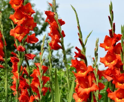 Профілактика хвороб і боротьба зі шкідниками гладіолусів