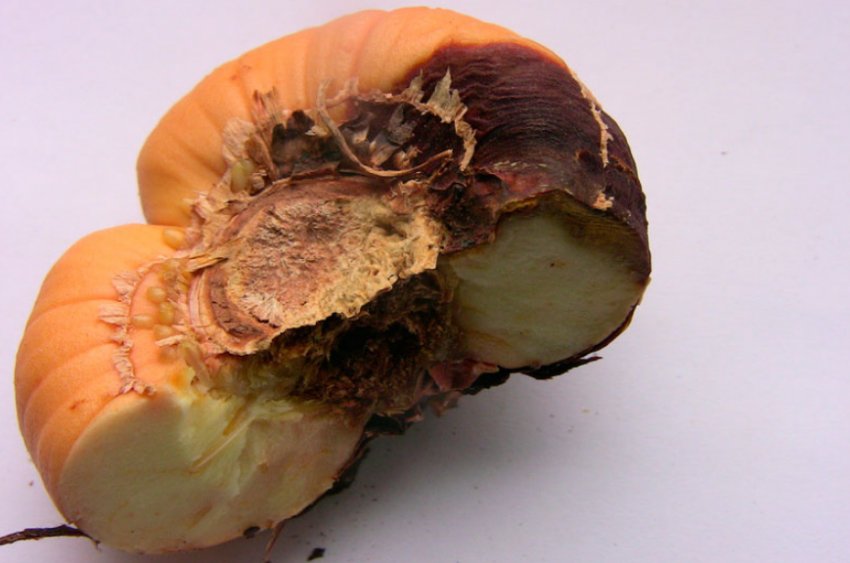 Фузаріоз цибулин гладіолусів