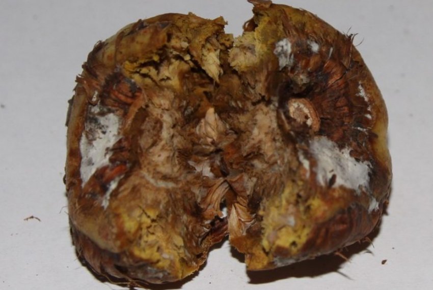 Ботритиоз гладіолусів