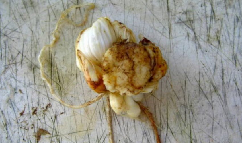 Бактеріальний рак на гладіолуса