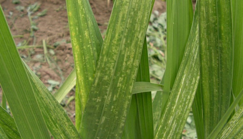 Жовта мозаїка квасолі на листках гладіолусів