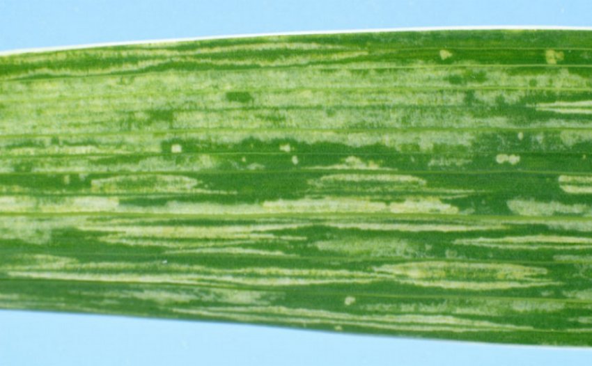 Огіркова мозаїка на листках гладіолуса