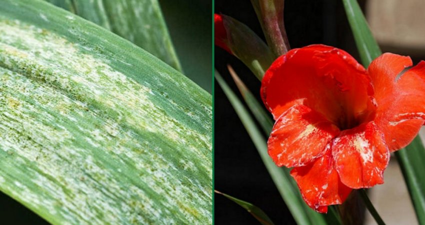 Тютюнова мозаїка на листках гладіолуса