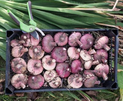 Викопування гладіолусів в Підмосков'ї