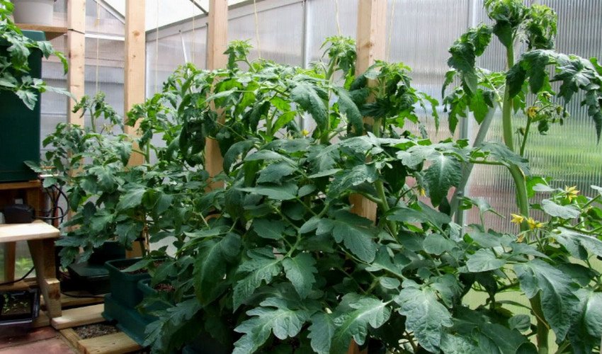 Помідори жирують у теплиці