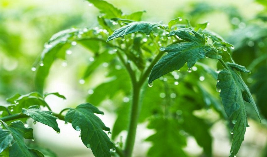 Помідори жирують у теплиці