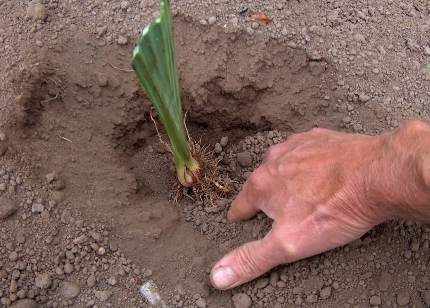 Пересаджування на постійне місце Пересаджування на постійне місце