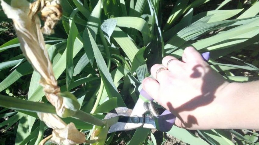 Обрізка квітконосу після цвітіння Обрізка квітконосу після цвітіння