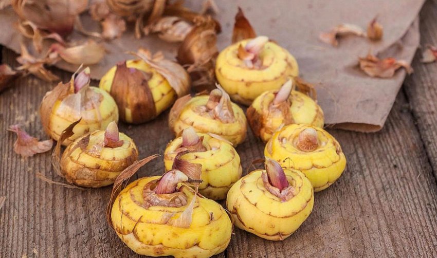 Цибулини гладіолусів Цибулини гладіолусів