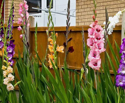 Вирощування гладіолусів для початківців