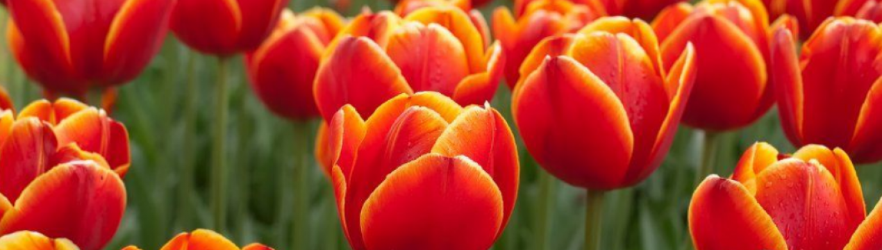 Опис і особливості вирощування тюльпана Verandi