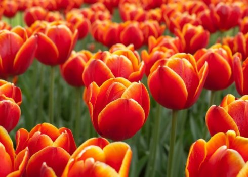 Опис і особливості вирощування тюльпана Verandi