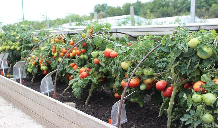 Помідори жирують у теплиці