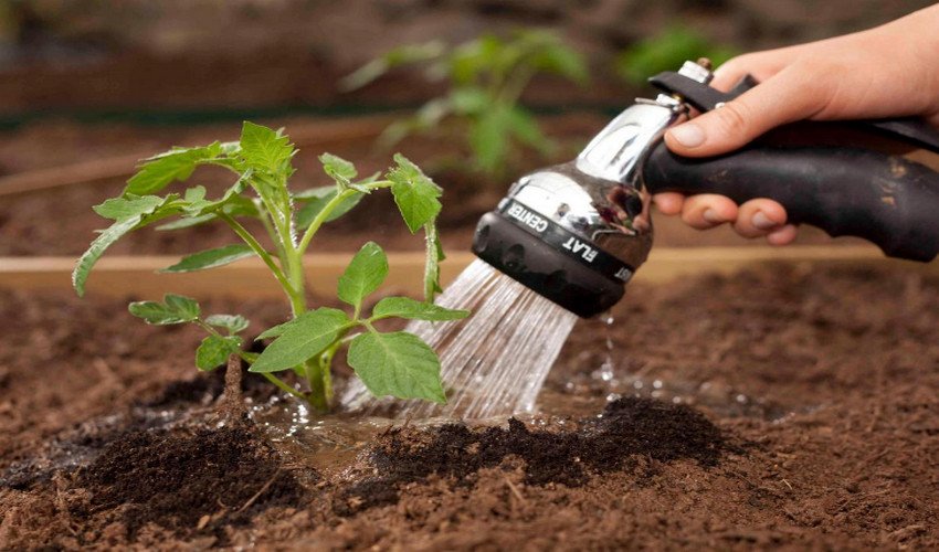 Полив томатів