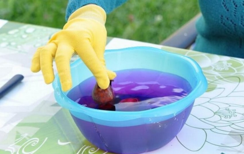 Дезінфекція тюльпанів