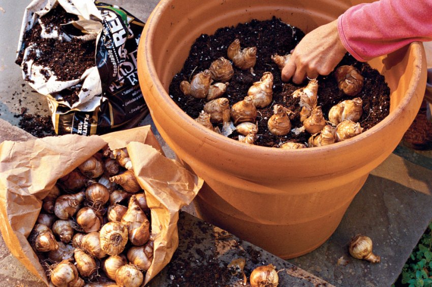 Посадка тюльпанів в горщики