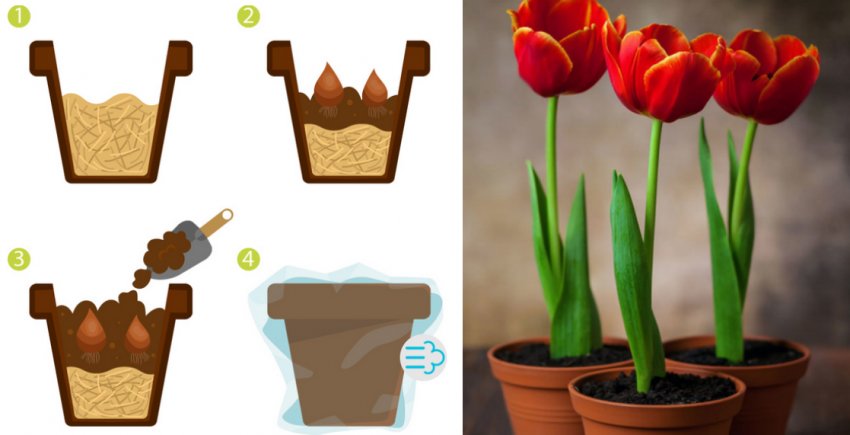 Вирощування тюльпанів в горщиках