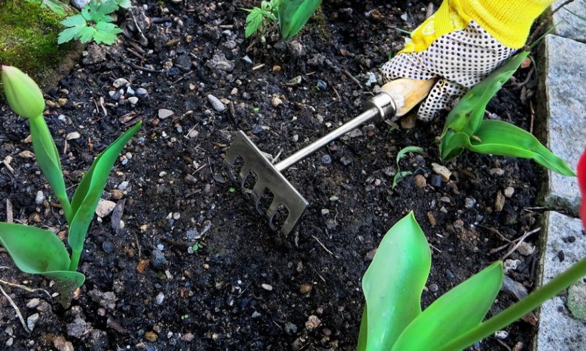 Розпушування тюльпанів