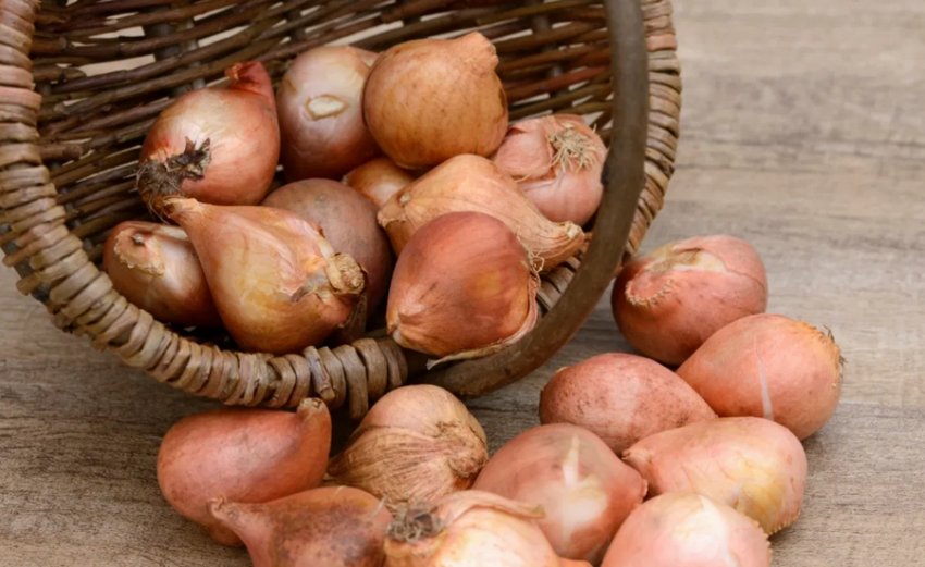 Цибулини тюльпанів