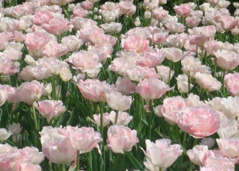 Опис і особливості вирощування тюльпана Анжеліка