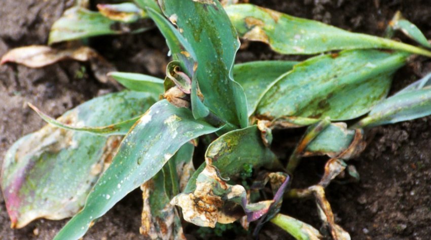 Сіра гниль на тюльпанах