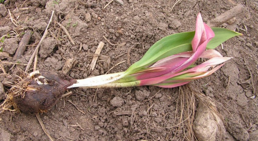 Тифулез тюльпанів