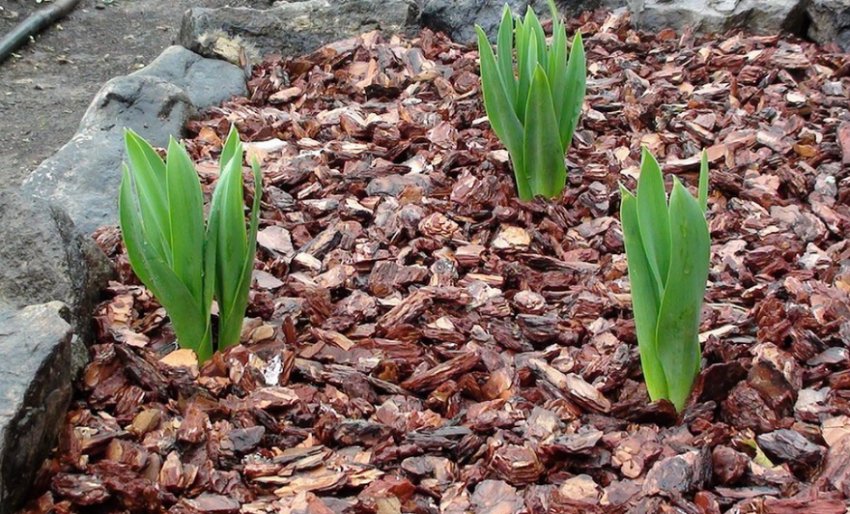 Мульчування тюльпанів сосновою корою
