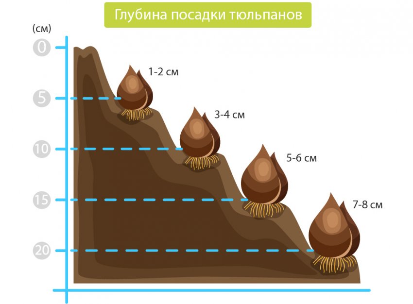 Глибина посадки цибулин тюльпана Глибина посадки цибулин тюльпана