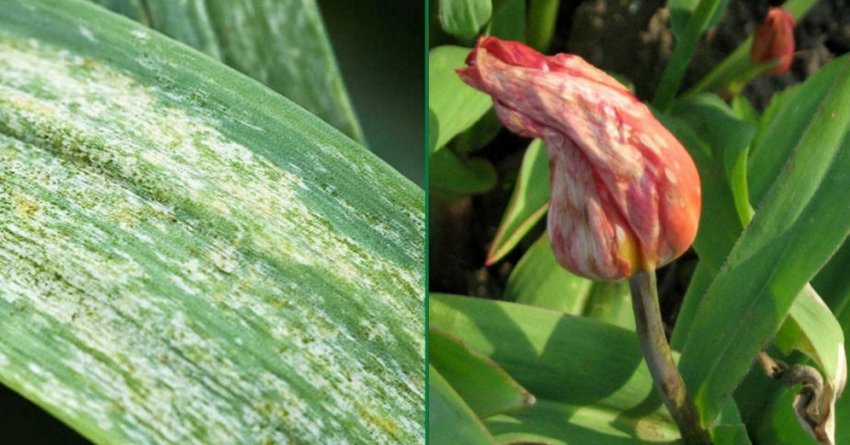 Вірусна мозаїка тюльпанів