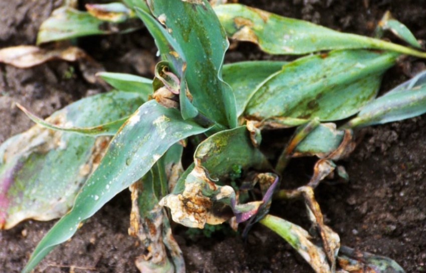 Некроз листя тюльпана