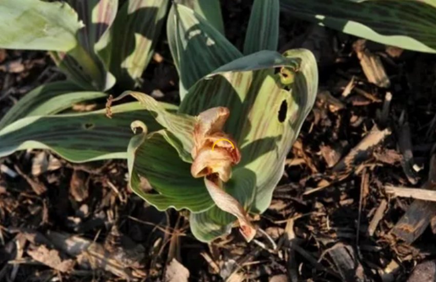 Гангрена тюльпанів