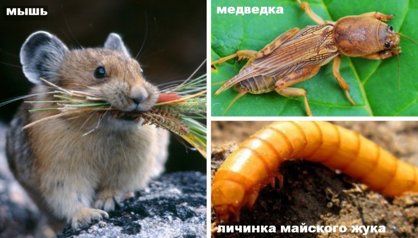 Шкідники тюльпанів