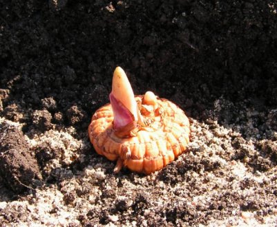 Багатоярусна посадка клубнелуковиц гладіолусів