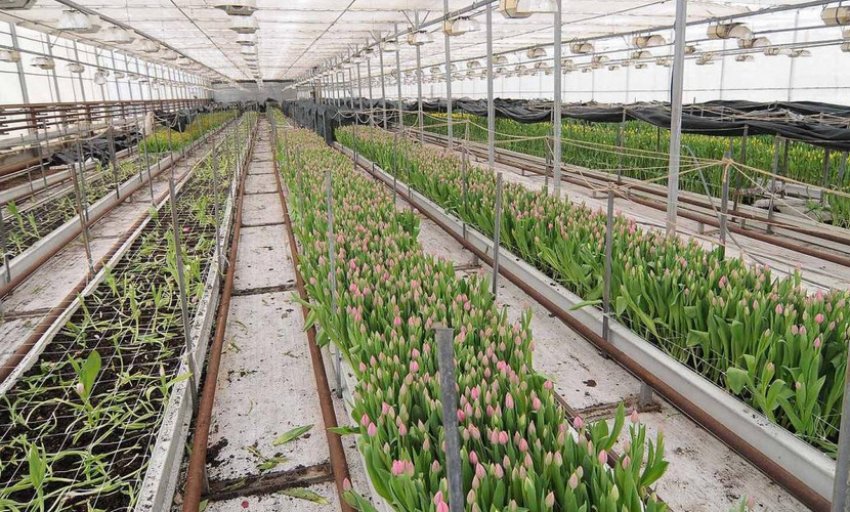 Выращивание тюльпанов в теплице