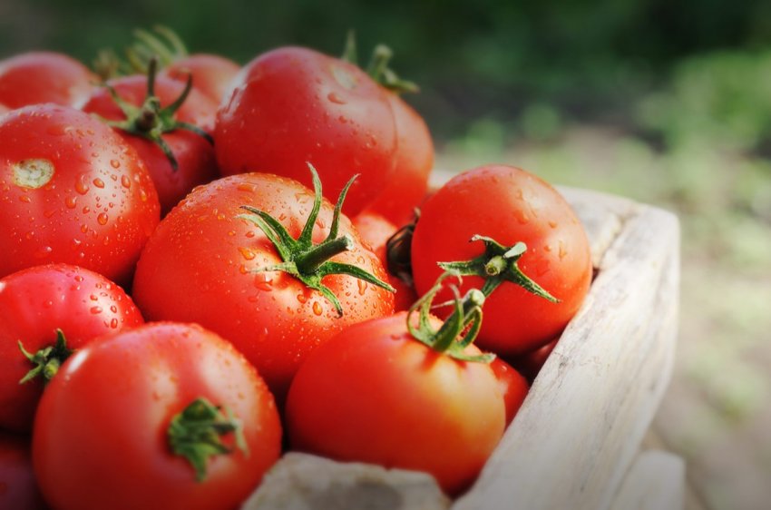 Ставропольський виробник збільшує потужності по виробництву томатів Ставропольський виробник збільшує потужності по виробництву томатів