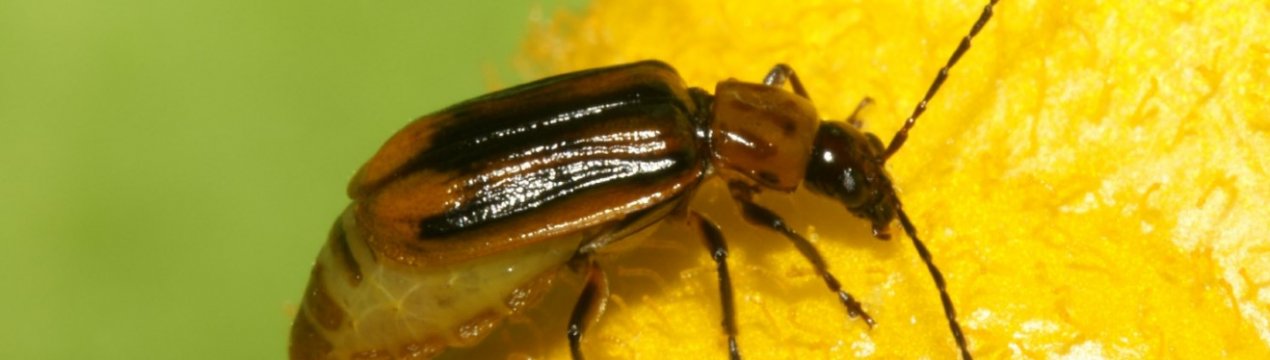 До Вінницької області дістався ненажерливий шкідник