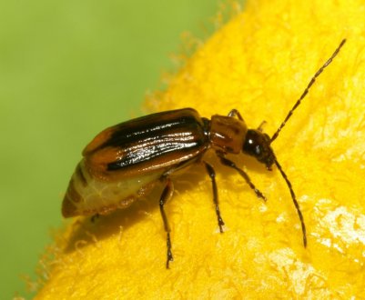 До Вінницької області дістався ненажерливий шкідник