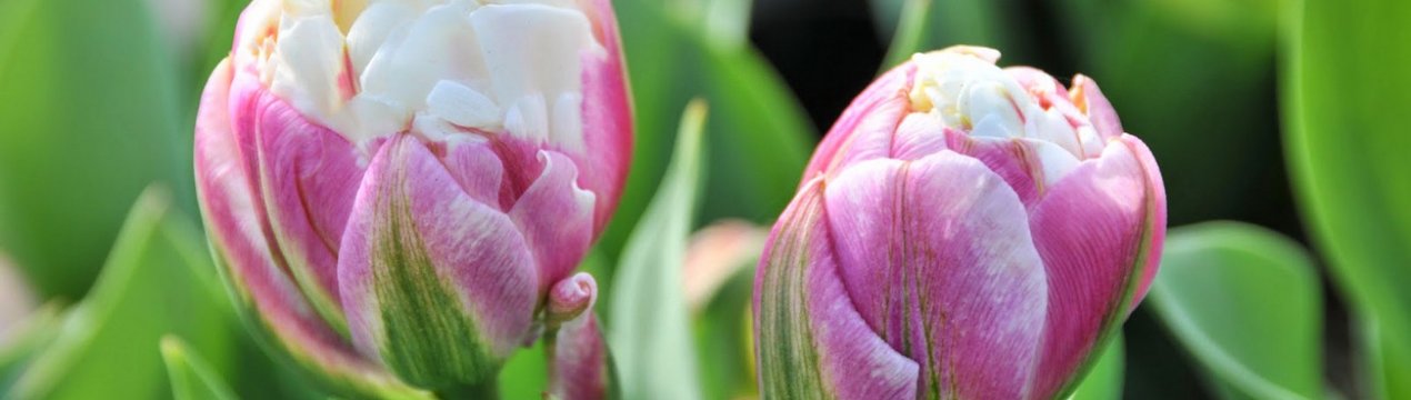 Тюльпан Айс Крим: особливості, догляд і використання