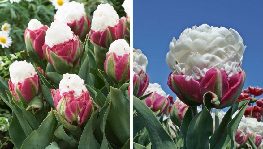 Тюльпани Морозиво Тюльпани Морозиво