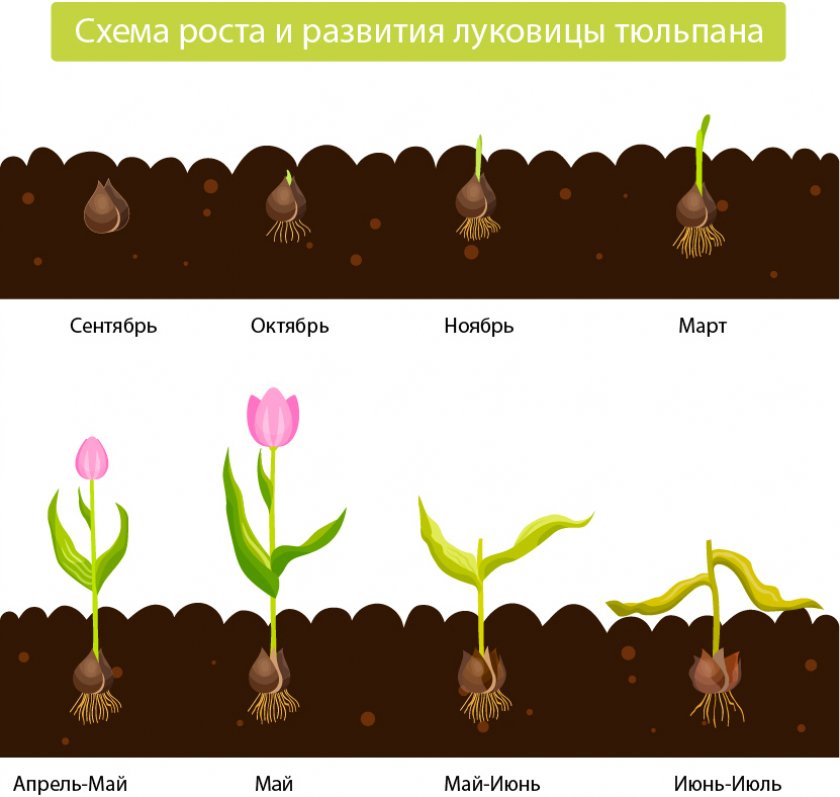 Схема развития луковицы тюльпана