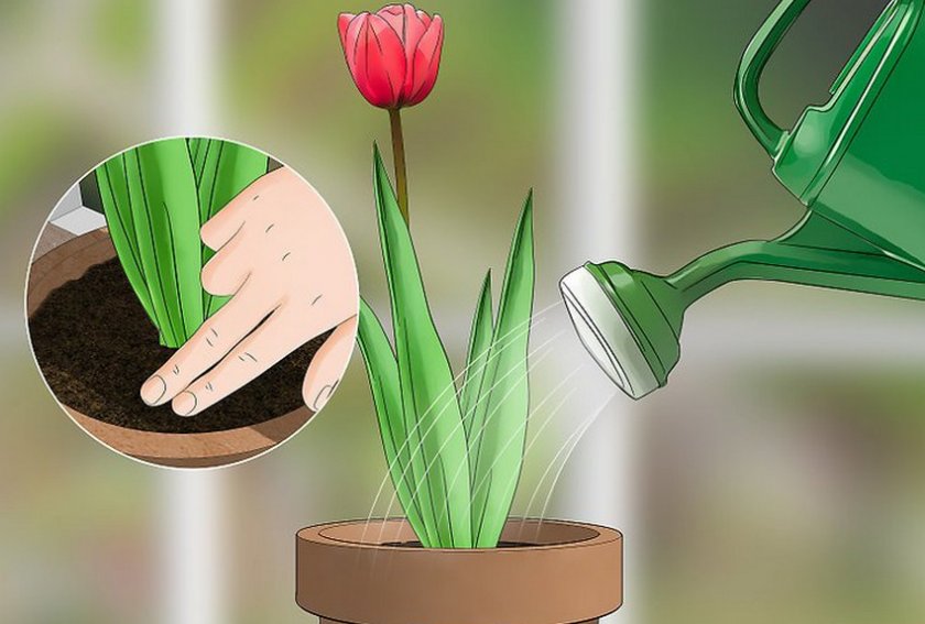 Можно ли тюльпаны выращивать дома как домашний цветок?