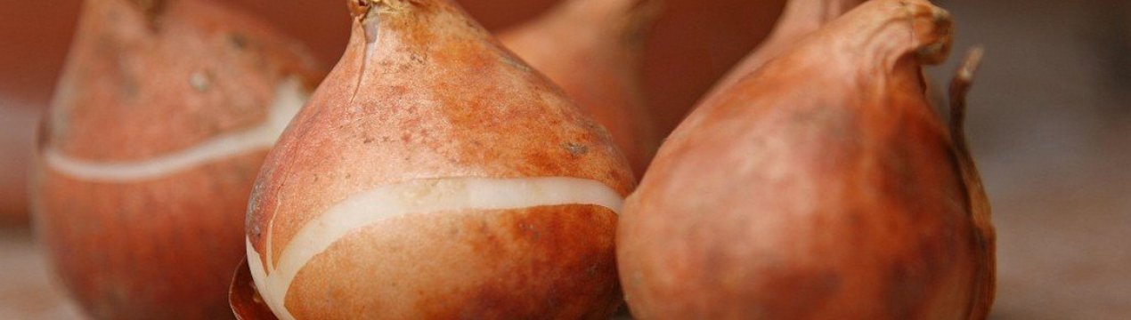 Лікування захворювань і профілактика появи шкідників