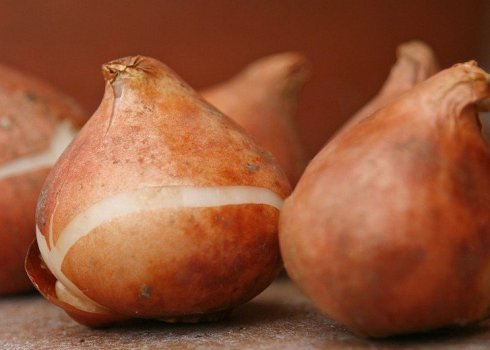 Лікування захворювань і профілактика появи шкідників