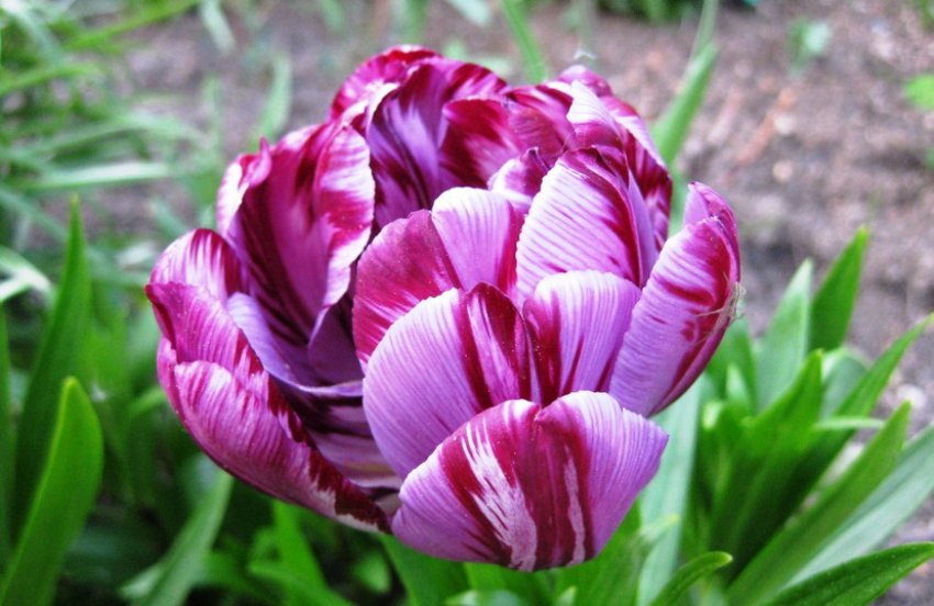 Пестролепестность тюльпанів Пестролепестность тюльпанів