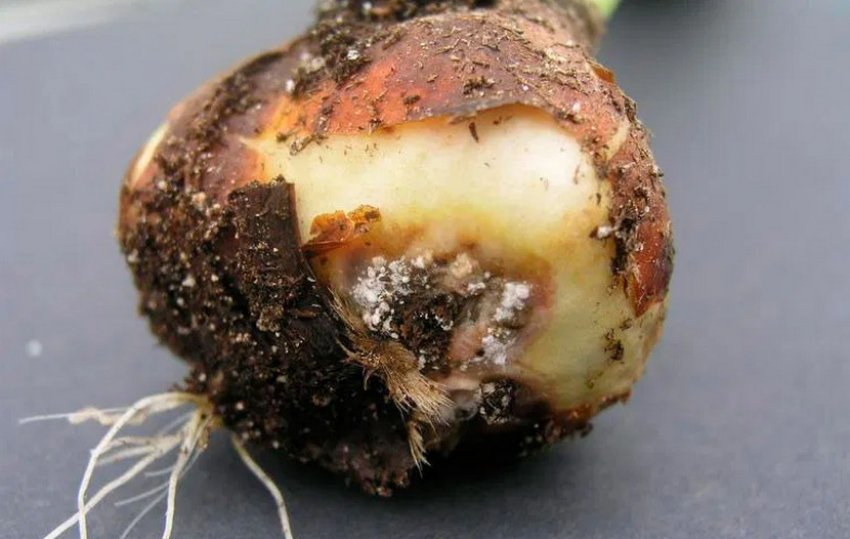 Фузаріоз Фузаріоз