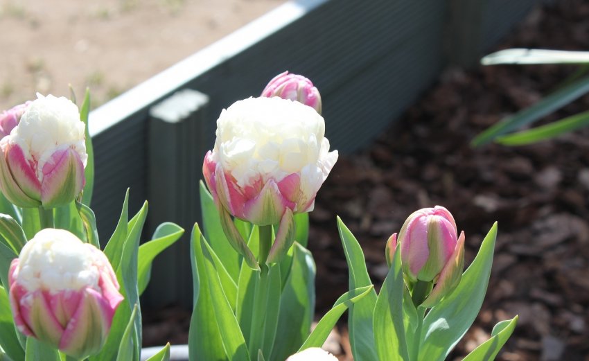 Тюльпан Айс Крим Тюльпан Айс Крим