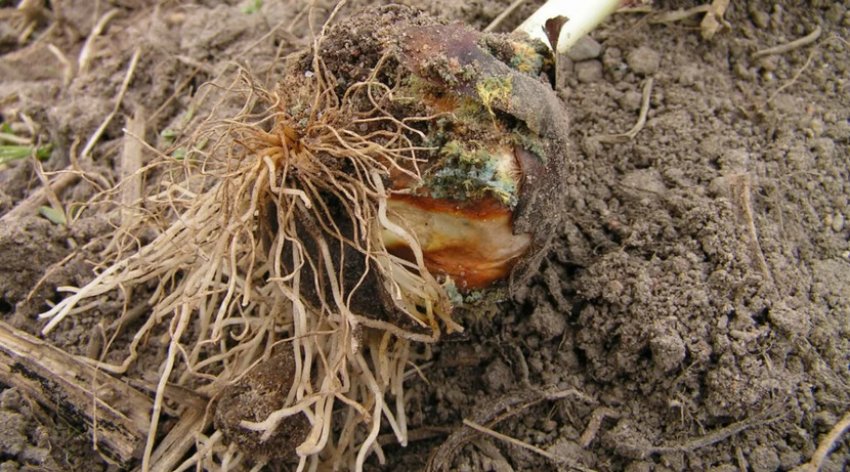 Пенициллезная гниль Пенициллезная гниль