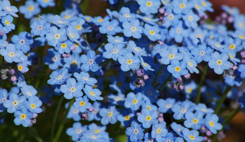 Незабудки Незабудки