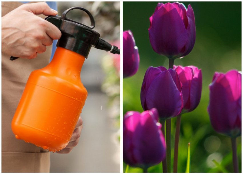 Обробка тюльпанів бордоською сумішшю Обробка тюльпанів бордоською сумішшю